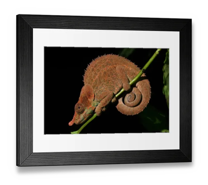 Framed Print : Cryptic Chameleon (Calumma crypticum) adult male, clinging to stem in rainforest, Ranomafana N. P. Eastern Madagascar, august Framed Print : Cryptic Chameleon (Calumma crypticum) adult male, clinging to stem in rainforest, Ranomafana N. P. Eastern Madagascar, august