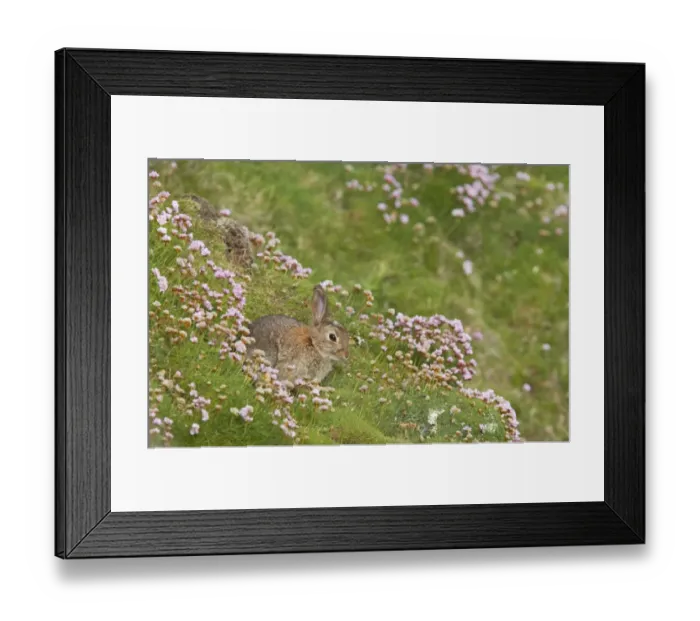 Framed Print : European Rabbit (Oryctolagus cuniculus) adult, sitting amongst Thrift (Armeria maritima) flowering on cliff, Sumburgh Head, Mainland, Shetland Islands, Scotland Framed Print : European Rabbit (Oryctolagus cuniculus) adult, sitting amongst Thrift (Armeria maritima) flowering on cliff, Sumburgh Head, Mainland, Shetland Islands, Scotland