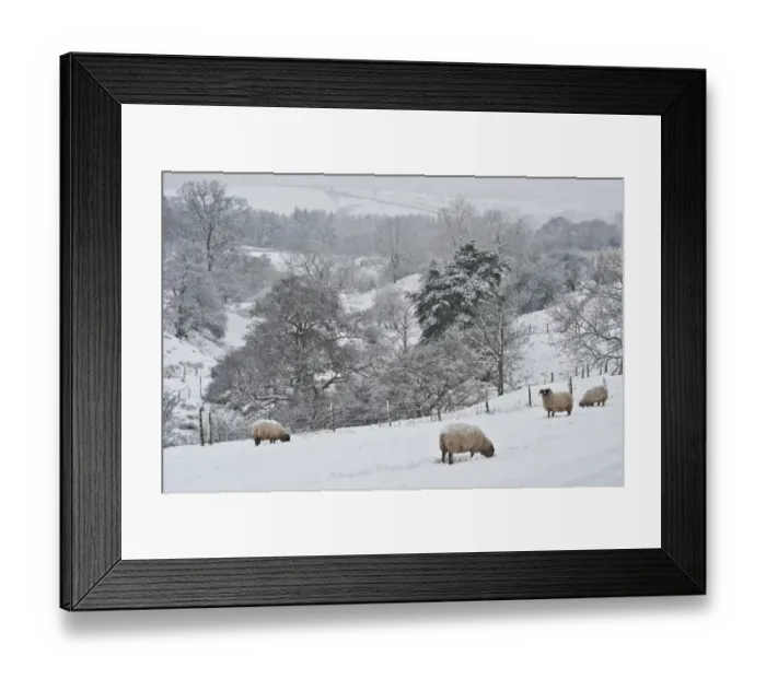 Framed Print : Domestic Sheep, Swaledale ewes, grazing in snow covered pasture, Whitewell, Lancashire, England, december Framed Print : Domestic Sheep, Swaledale ewes, grazing in snow covered pasture, Whitewell, Lancashire, England, december