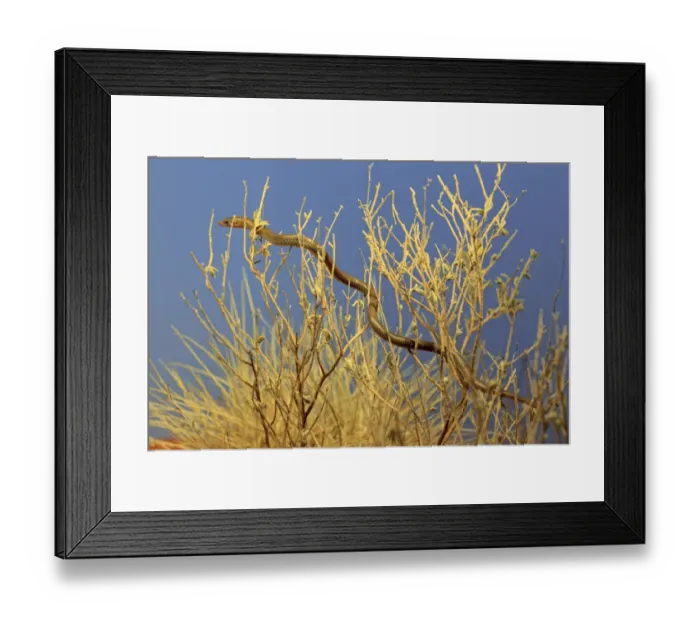 Framed Print : Spinifex Legless Lizard (Delma nasuta) adult, climbing amongst twigs in desert, Outback, Northern Territory, Australia