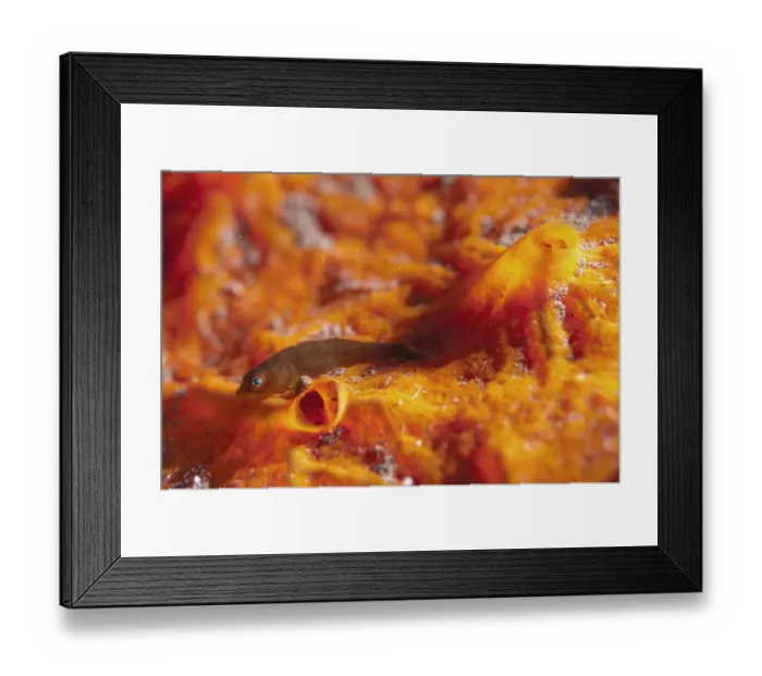 Framed Print : Short-nose goby (Pleurosicya spongicola) adult, resting on sponge, Seraya Beach Resort, Bali, Lesser Sunda Islands, Indonesia Framed Print : Short-nose goby (Pleurosicya spongicola) adult, resting on sponge, Seraya Beach Resort, Bali, Lesser Sunda Islands, Indonesia