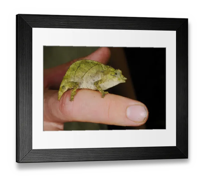 Framed Print : Boulenger's Pygmy Chameleon (Rhampholeon boulengeri) adult, clinging to finger, in montane rainforest, Nyungwe Forest N. P. Rwanda Framed Print : Boulenger's Pygmy Chameleon (Rhampholeon boulengeri) adult, clinging to finger, in montane rainforest, Nyungwe Forest N. P. Rwanda