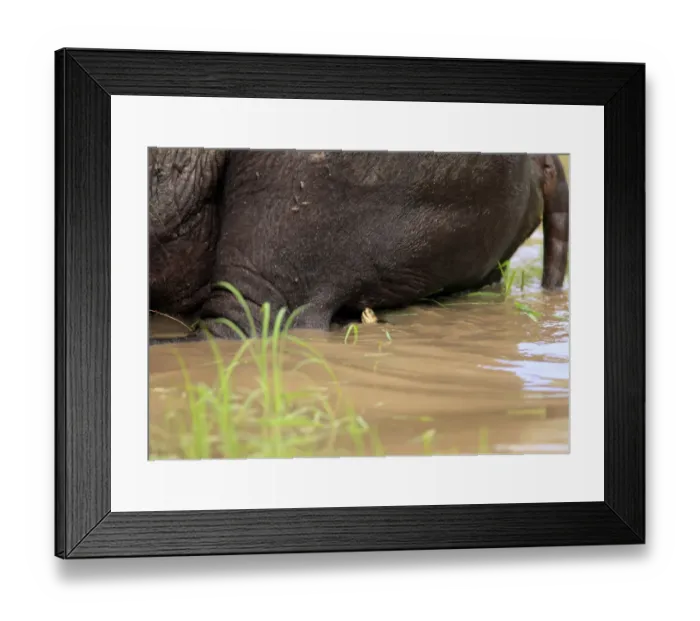 Framed Print : Helmeted Terrapin (Pelomedusa subrufa) adult, swimming, foraging on African Buffalo (Syncerus caffer) in waterhole, Sabi Sabi Game Reserve, Kruger N. P. South Africa Framed Print : Helmeted Terrapin (Pelomedusa subrufa) adult, swimming, foraging on African Buffalo (Syncerus caffer) in waterhole, Sabi Sabi Game Reserve, Kruger N. P. South Africa