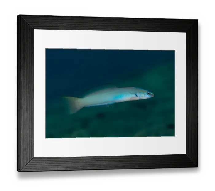 Framed Print : Pearly Dartfish (Ptereleotris microlepis) adult, swimming, Blue Water Muck dive site, Uhak River, Wetar Island, Barat Daya Islands, Lesser Sunda Islands, Maluku Province, Indonesia