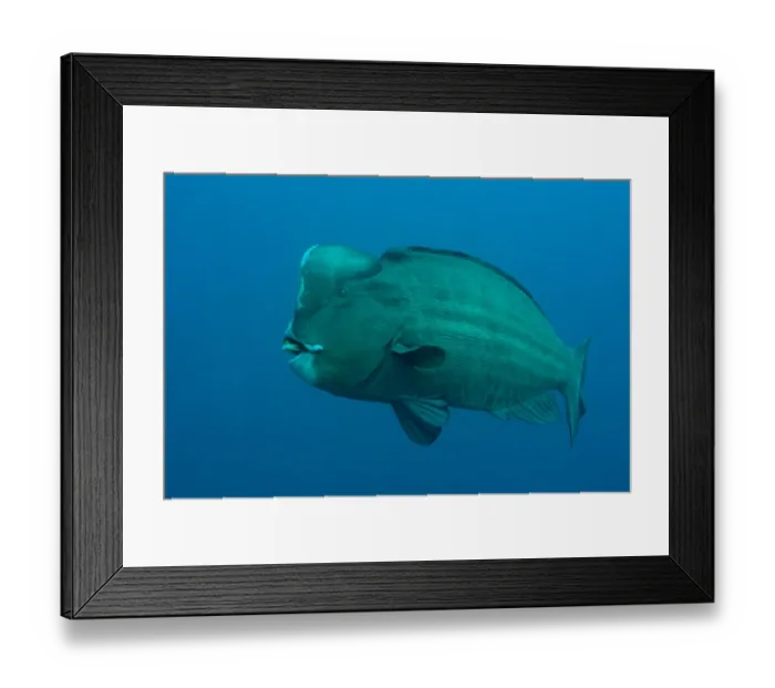 Framed Print : Bumphead Parrotfish (Bolbometopon muricatum) adult, swimming in open water, Ameth Point, Nusa Laut, near Ambon Island, Maluku Islands, Banda Sea, Indonesia
