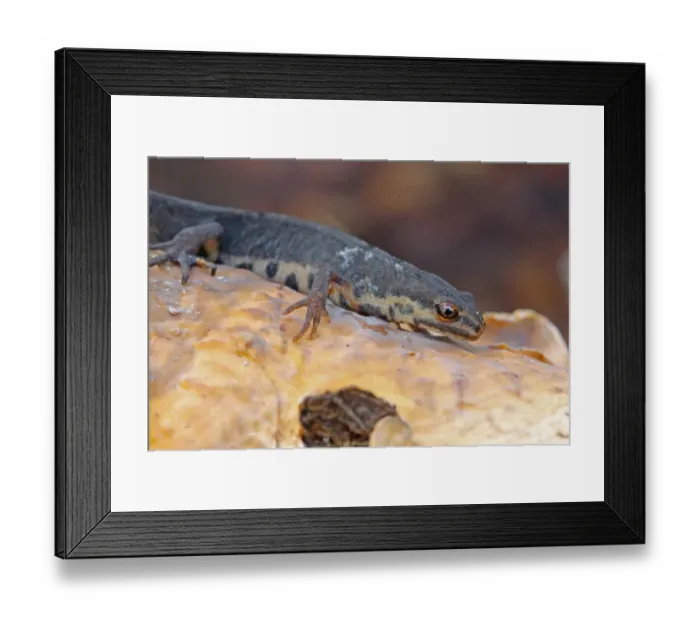 Framed Print : Smooth Newt (Lissotriton vulgaris) adult, resting on fungi, Norwich, Norfolk, England, september Framed Print : Smooth Newt (Lissotriton vulgaris) adult, resting on fungi, Norwich, Norfolk, England, september