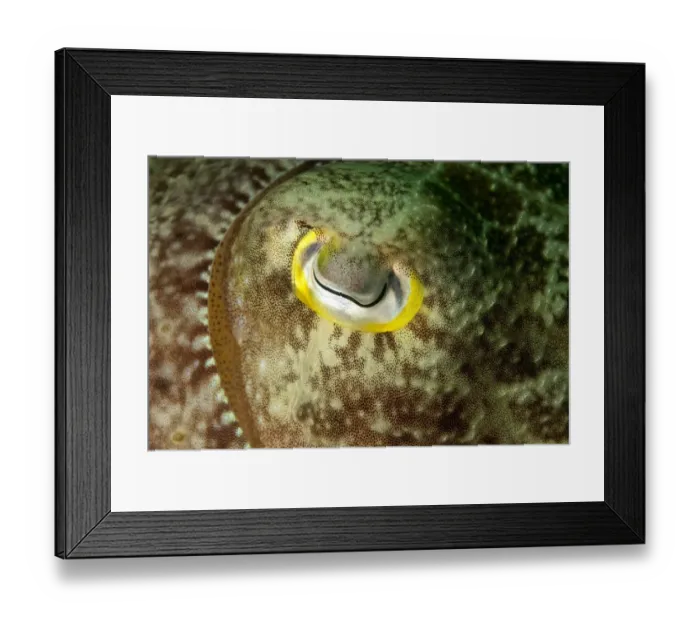 Framed Print : Broadclub Cuttlefish (Sepia latimanus) adult, close-up of eye, Siamil Island, Sabah, Borneo, Malaysia Framed Print : Broadclub Cuttlefish (Sepia latimanus) adult, close-up of eye, Siamil Island, Sabah, Borneo, Malaysia