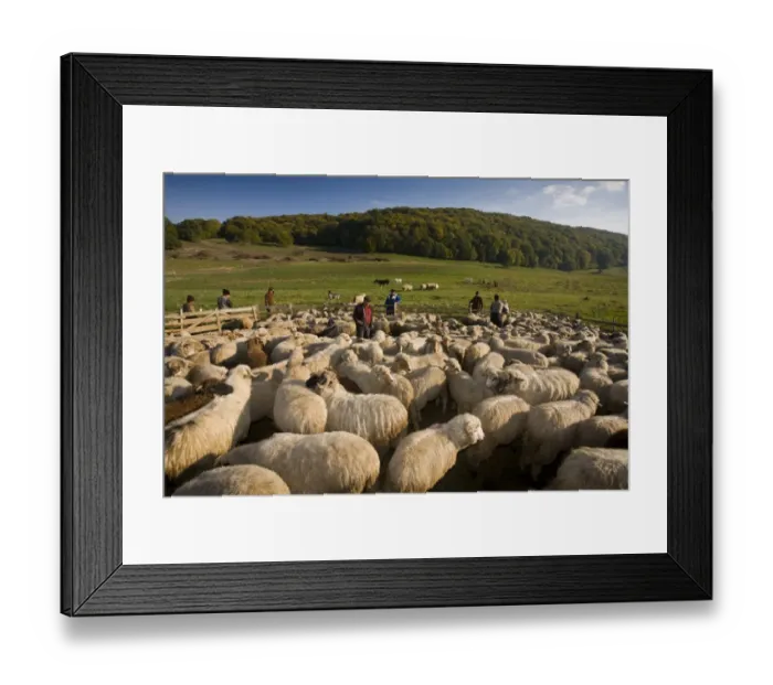 Framed Print : Domestic Sheep, communal flock, with shepherds at traditional sheep-fold, near Saschiz, Transylvania, Romania, october Framed Print : Domestic Sheep, communal flock, with shepherds at traditional sheep-fold, near Saschiz, Transylvania, Romania, october