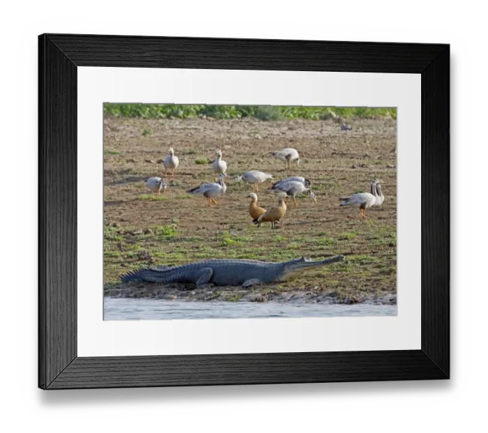 Framed Print : Gharial (Gavialis gangeticus) adult, resting on shore, with Bar-headed Geese and Ruddy Shelduck, Chambal River, Rajasthan, India, january
