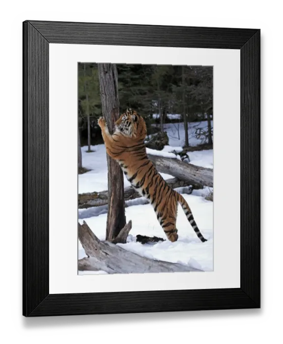 Framed Print : Siberian Tiger (Panthera tigris altaica) immature male, scratching tree trunk in snow, winter (captive)