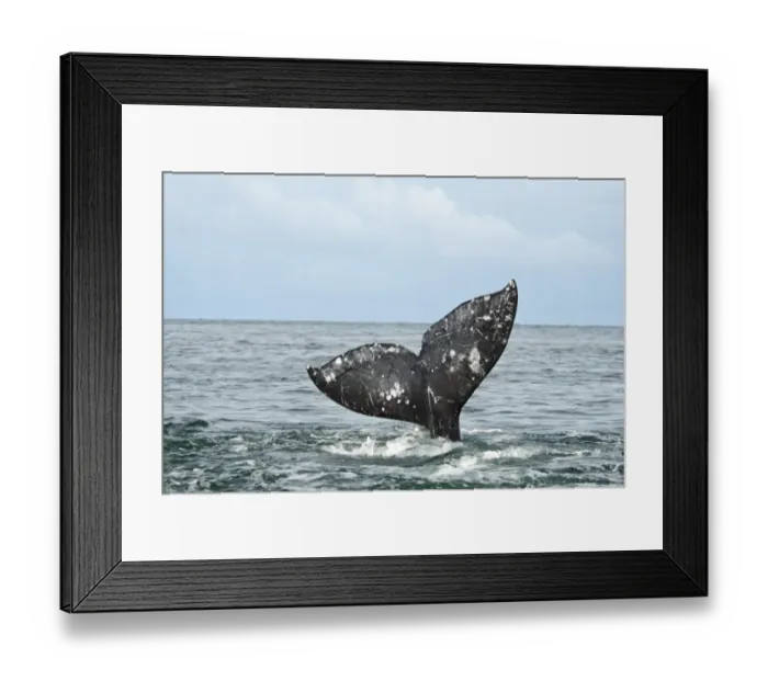 Framed Print : Grey Whale (Eschrichtius robustus) adult, with raised tail flukes in lagoon, Laguna Ojo de Liebre (Scammon's Lagoon), Parque Natural de la Ballena Gris, Guerrero Negro, Baja California Sur, Mexico, february Framed Print : Grey Whale (Eschrichtius robustus) adult, with raised tail flukes in lagoon, Laguna Ojo de Liebre (Scammon's Lagoon), Parque Natural de la Ballena Gris, Guerrero Negro, Baja California Sur, Mexico, february