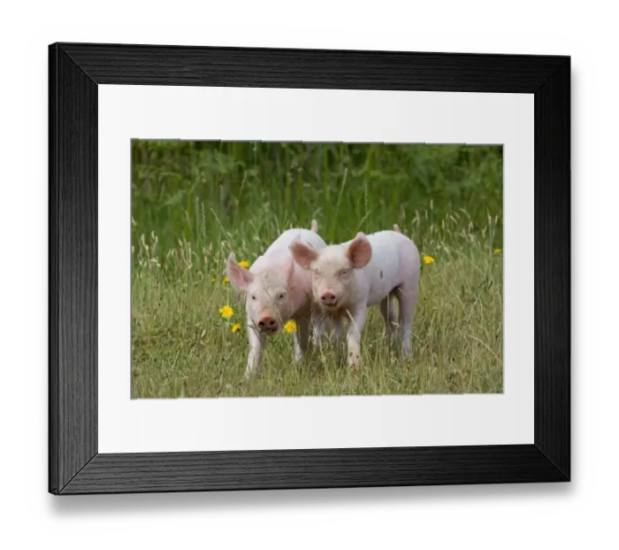 Framed Print : Domestic Pig, Large White x Landrace x Duroc, freerange piglets, standing, on outdoor unit, England, june Framed Print : Domestic Pig, Large White x Landrace x Duroc, freerange piglets, standing, on outdoor unit, England, june