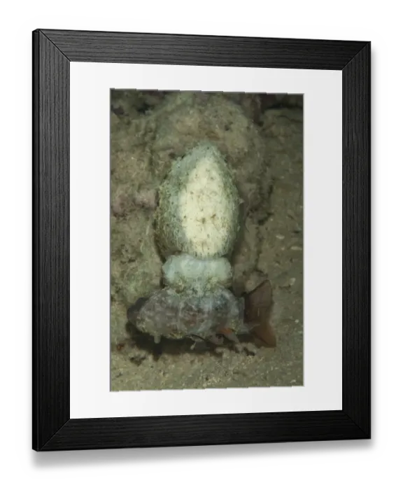 Framed Print : Broadclub Cuttlefish (Sepia latimanus) adult, feeding, with caught fish in tentacles, Mabul Island, Sabah, Borneo, Malaysia Framed Print : Broadclub Cuttlefish (Sepia latimanus) adult, feeding, with caught fish in tentacles, Mabul Island, Sabah, Borneo, Malaysia