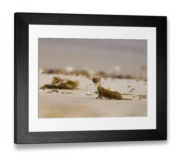 Framed Print : Weasel (Mustela nivalis) adult, standing on sandy beach, Holme, Norfolk, England, september Framed Print : Weasel (Mustela nivalis) adult, standing on sandy beach, Holme, Norfolk, England, september