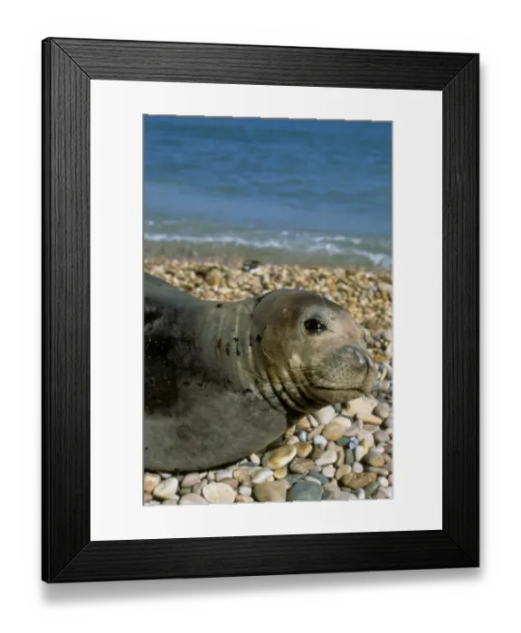 Framed Print : Mediterranean Monk Seal (Monachus monachus) adult, close-up of head, resting on pebble beach, Greece Framed Print : Mediterranean Monk Seal (Monachus monachus) adult, close-up of head, resting on pebble beach, Greece