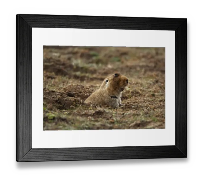 Framed Print : Giant Mole-rat (Tachyoryctes macrocephalus) adult, surfacing from burrow entrance, Bale Mountains, Oromia, Ethiopia Framed Print : Giant Mole-rat (Tachyoryctes macrocephalus) adult, surfacing from burrow entrance, Bale Mountains, Oromia, Ethiopia
