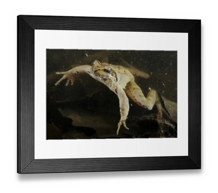 Framed Print : Italian Agile Frog (Rana latastei) adult, swimming underwater in pond, Po Plain, Italy, april Framed Print : Italian Agile Frog (Rana latastei) adult, swimming underwater in pond, Po Plain, Italy, april