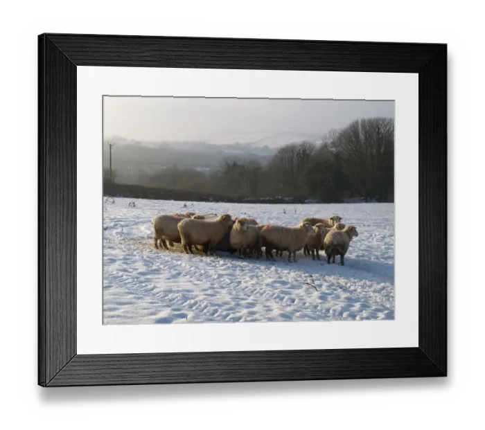 Framed Print : Domestic Sheep, flock standing beside feeder in snow covered pasture, Devon, England, winter Framed Print : Domestic Sheep, flock standing beside feeder in snow covered pasture, Devon, England, winter