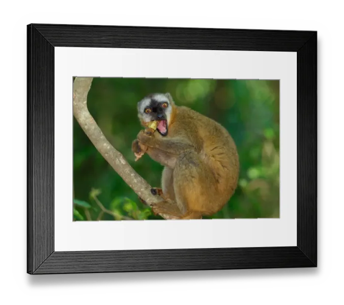 Framed Print : Red-fronted Brown Lemur (Eulemur rufus) adult, feeding on tamarind seeds in gallery rainforest, Berenty Nature Reserve, Southern Madagascar, august Framed Print : Red-fronted Brown Lemur (Eulemur rufus) adult, feeding on tamarind seeds in gallery rainforest, Berenty Nature Reserve, Southern Madagascar, august