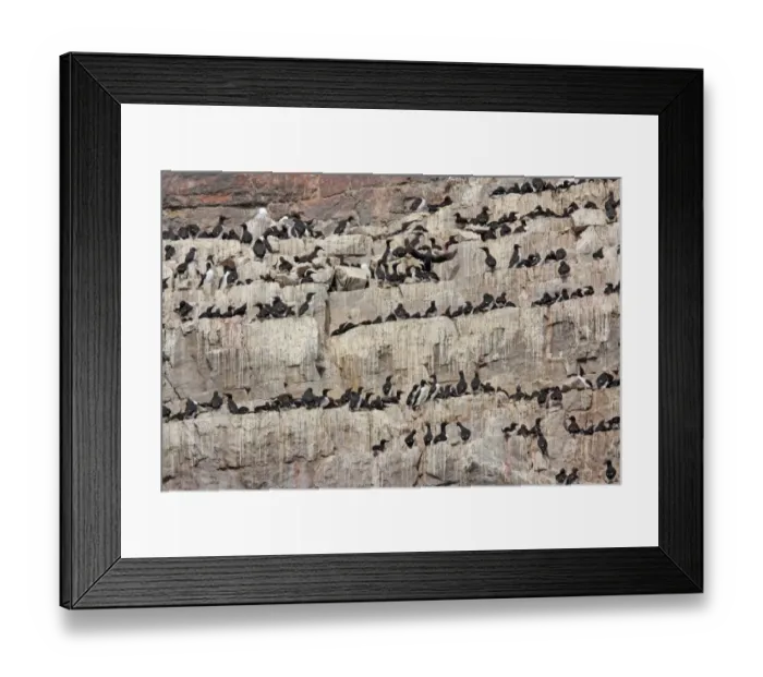 Framed Print : Common Guillemot (Uria aalge) and Black-legged Kittiwake (Rissa tridactyla) adults, nesting colony on cliff, Bear Island, Svalbard, june
