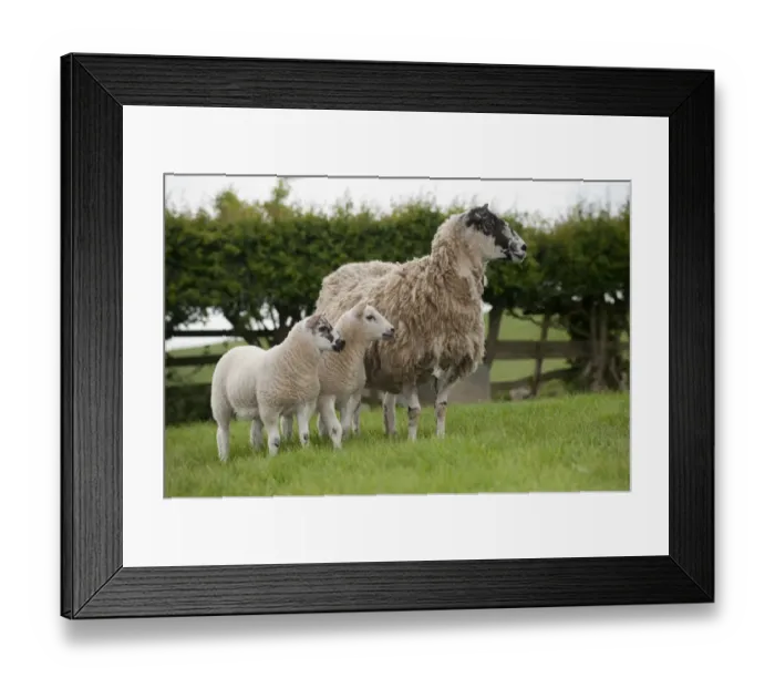 Framed Print : Domestic Sheep, mule ewe with Beltex sired twin lambs at foot, standing in pasture, England, may Framed Print : Domestic Sheep, mule ewe with Beltex sired twin lambs at foot, standing in pasture, England, may