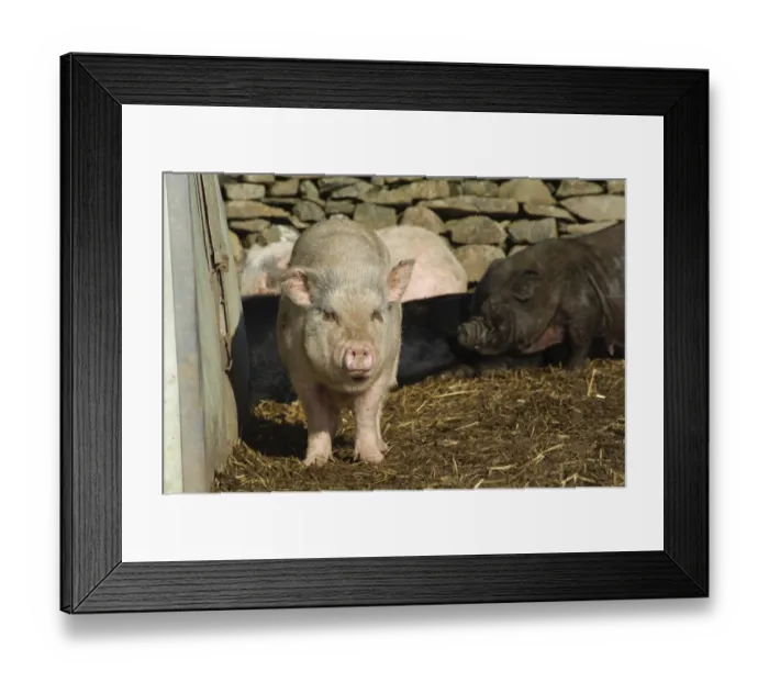 Framed Print : Domestic Pig, Micro Pig (Vietnamese Pot-bellied x Gloucester Old Spot) sows, beside drystone wall, Cumbria, England, november Framed Print : Domestic Pig, Micro Pig (Vietnamese Pot-bellied x Gloucester Old Spot) sows, beside drystone wall, Cumbria, England, november