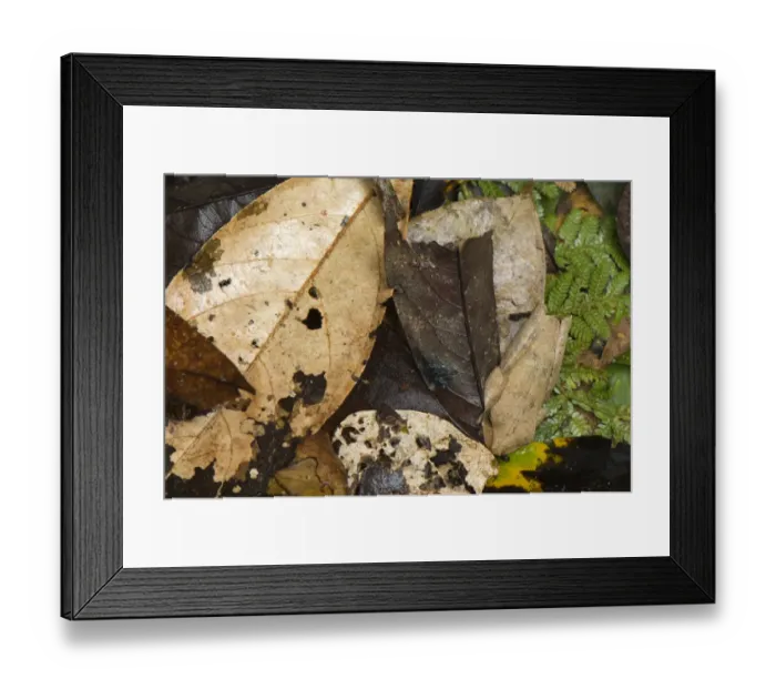 Framed Print : Gunther's Banded Treefrog (Hypsiboas fasciatus) adult, camouflaged on leaf litter, Los Amigos Biological Station, Madre de Dios, Amazonia, Peru Framed Print : Gunther's Banded Treefrog (Hypsiboas fasciatus) adult, camouflaged on leaf litter, Los Amigos Biological Station, Madre de Dios, Amazonia, Peru
