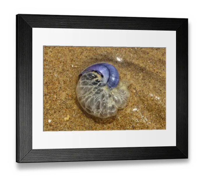 Framed Print : Purple Sea Snail (Janthina janthina) adult, with bubble raft intact, washed up on beach, Gower Peninsula, Glamorgan, Wales, july Framed Print : Purple Sea Snail (Janthina janthina) adult, with bubble raft intact, washed up on beach, Gower Peninsula, Glamorgan, Wales, july
