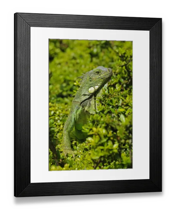 Framed Print : Green Iguana (Iguana iguana) adult, amongst vegetation, Parque Bolivar, Guayaquil, Ecuador Framed Print : Green Iguana (Iguana iguana) adult, amongst vegetation, Parque Bolivar, Guayaquil, Ecuador