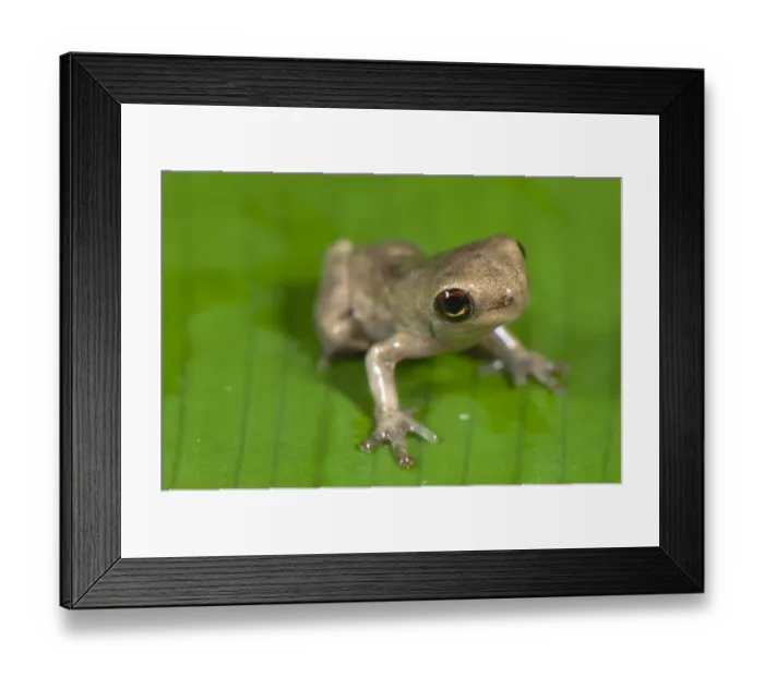 Framed Print : Slender-legged Treefrog (Osteocephalus sp. ) froglet, sitting on leaf, Los Amigos Biological Station, Madre de Dios, Amazonia, Peru Framed Print : Slender-legged Treefrog (Osteocephalus sp. ) froglet, sitting on leaf, Los Amigos Biological Station, Madre de Dios, Amazonia, Peru