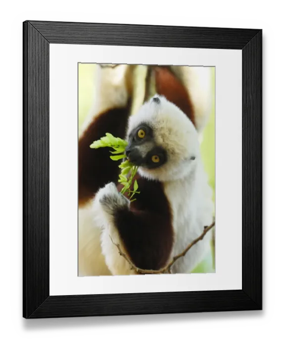 Framed Print : Coquerel's Sifaka (Propithecus coquereli) adult, feeding on leaves, in dry deciduous forest, Ankarafantsika N. P. Northwest Madagascar, july Framed Print : Coquerel's Sifaka (Propithecus coquereli) adult, feeding on leaves, in dry deciduous forest, Ankarafantsika N. P. Northwest Madagascar, july