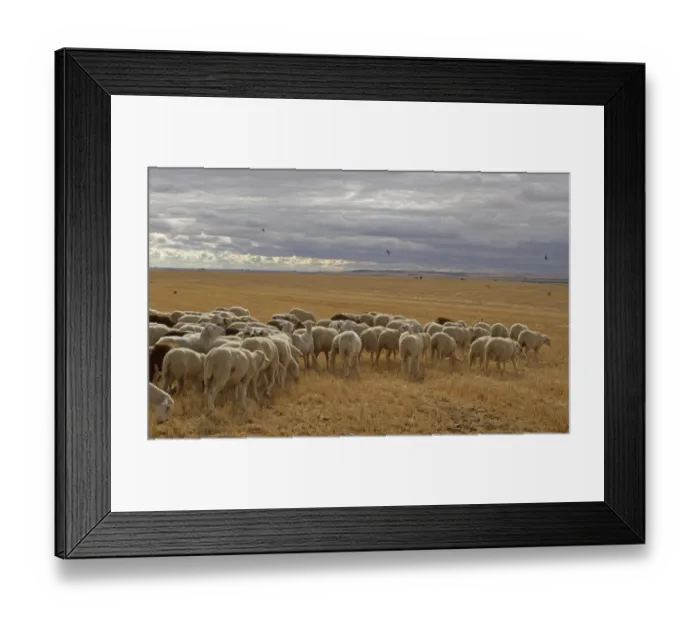 Framed Print : Domestic Sheep, flock, feeding in stubble field, with Barn Swallows (Hirundo rustica) in flight, Northern Spain, july Framed Print : Domestic Sheep, flock, feeding in stubble field, with Barn Swallows (Hirundo rustica) in flight, Northern Spain, july