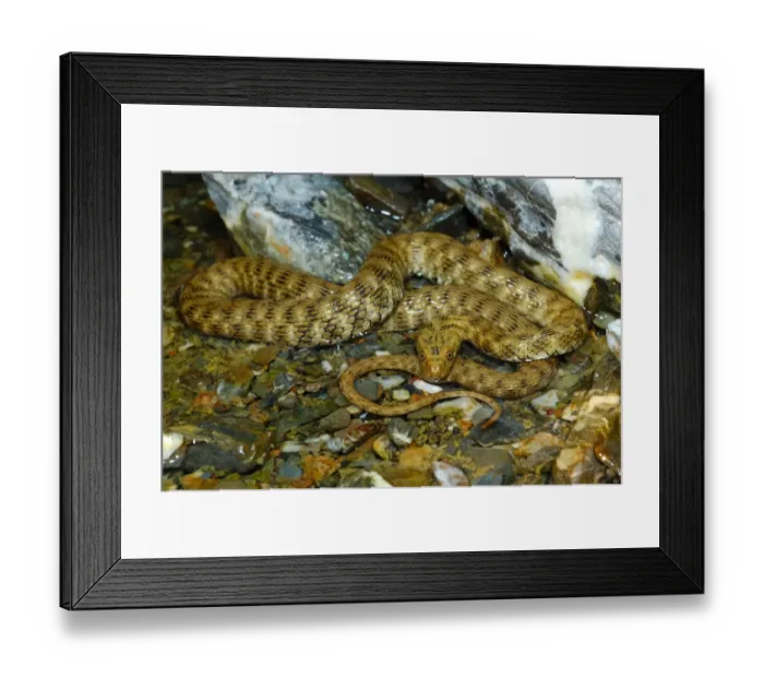 Framed Print : Dice Snake (Natrix tessellata) adult, in shallow water of rocky stream, Italy, july