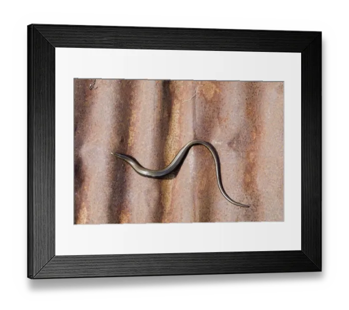 Framed Print : Slow-worm (Anguis fragilis) adult, basking on rusty corrugated iron sheet, Dorset, England, summer Framed Print : Slow-worm (Anguis fragilis) adult, basking on rusty corrugated iron sheet, Dorset, England, summer