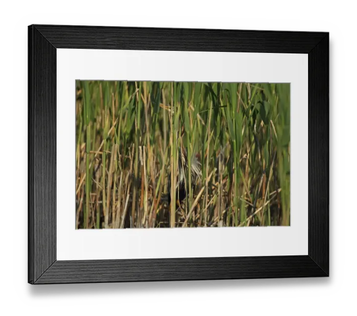 Framed Print : Purple Heron (Ardea purpurea) adult, standing amongst reed stems in reedbed, Tulcea, Danube Delta, Dobrogea, Romania, may Framed Print : Purple Heron (Ardea purpurea) adult, standing amongst reed stems in reedbed, Tulcea, Danube Delta, Dobrogea, Romania, may