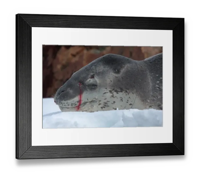 Framed Print : Leopard Seal (Hydrurga leptonyx) adult, close-up of head, injured with bleeding wound probably caused by another Leopard Seal, Antarctic Peninsula, Antarctica, december Framed Print : Leopard Seal (Hydrurga leptonyx) adult, close-up of head, injured with bleeding wound probably caused by another Leopard Seal, Antarctic Peninsula, Antarctica, december