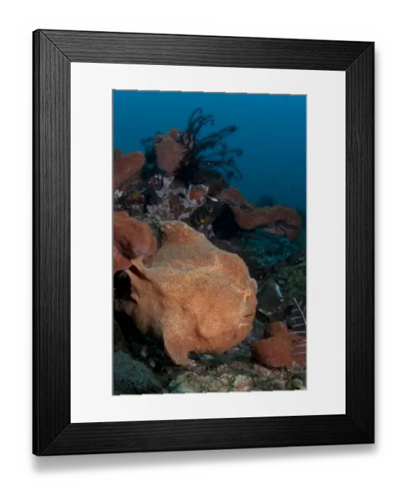 Framed Print : Giant Frogfish (Antennarius commersonii) adult, camouflaged on reef, Bulaken, Seraya, Bali, Lesser Sunda Islands, Indonesia Framed Print : Giant Frogfish (Antennarius commersonii) adult, camouflaged on reef, Bulaken, Seraya, Bali, Lesser Sunda Islands, Indonesia