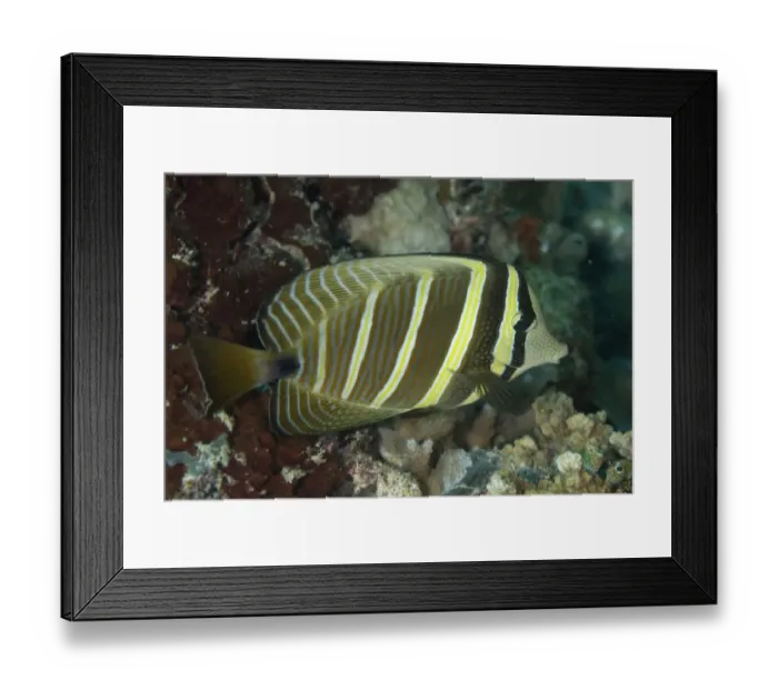Framed Print : Sailfin Tang (Zebrasoma veliferum) adult, swimming over reef, Sipadan Island, Sabah, Borneo, Malaysia Framed Print : Sailfin Tang (Zebrasoma veliferum) adult, swimming over reef, Sipadan Island, Sabah, Borneo, Malaysia