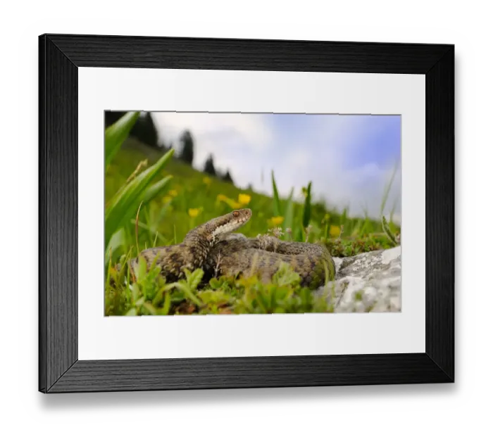 Framed Print : European Adder (Vipera berus) adult, coiled on slope in mountain habitat, Italian Alps, Italy, may Framed Print : European Adder (Vipera berus) adult, coiled on slope in mountain habitat, Italian Alps, Italy, may