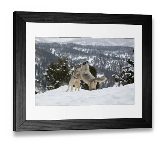 Framed Print : Grey Wolf (Canis lupus) adult pair, in season female jumping up at male in snow, Montana, U. S. A, january (captive) Framed Print : Grey Wolf (Canis lupus) adult pair, in season female jumping up at male in snow, Montana, U. S. A, january (captive)