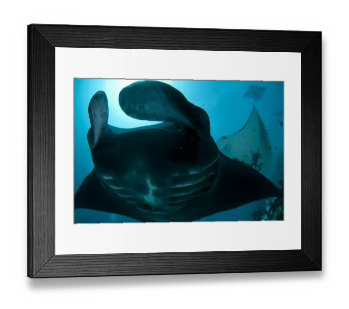 Framed Print : Manta Ray (Manta birostris) adults, feeding, swimming at edge of reef, Manta Sandy, Arborek, Dampier Straits, Raja Ampat, West Papua, New Guinea, Indonesia Framed Print : Manta Ray (Manta birostris) adults, feeding, swimming at edge of reef, Manta Sandy, Arborek, Dampier Straits, Raja Ampat, West Papua, New Guinea, Indonesia