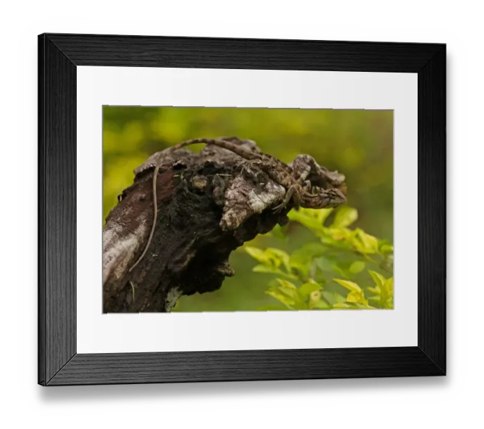 Framed Print : Oriental Garden Lizard (Calotes versicolor) adult, climbing on tree stump, Sri Lanka, december Framed Print : Oriental Garden Lizard (Calotes versicolor) adult, climbing on tree stump, Sri Lanka, december