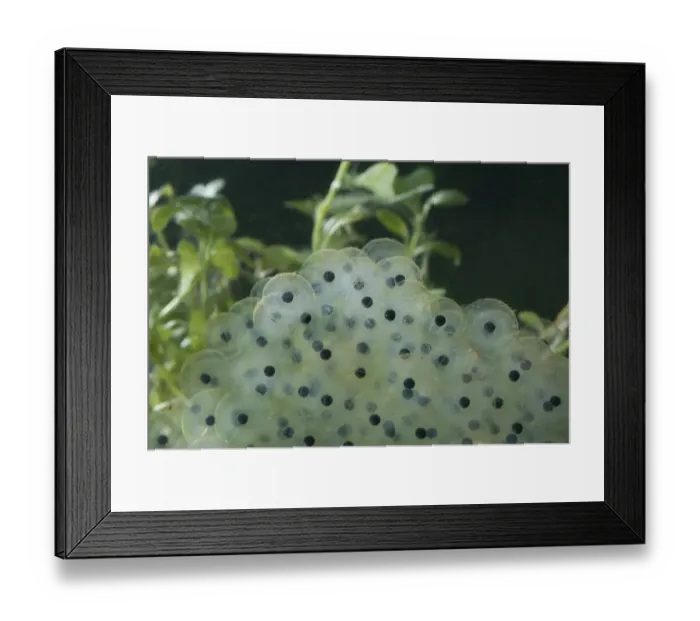 Framed Print : Common Frog (Rana temporaria) newly laid spawn, England