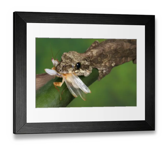 Framed Print : Kuhl's Flying Gecko (Ptychozoon kuhli) adult, feeding on orchid mantid, Tropical Asia Framed Print : Kuhl's Flying Gecko (Ptychozoon kuhli) adult, feeding on orchid mantid, Tropical Asia