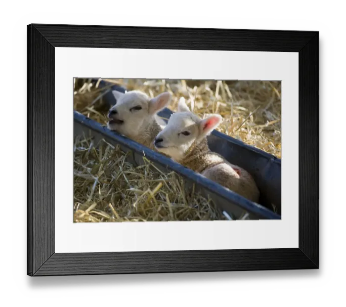 Framed Print : Domestic Sheep, two lambs, resting in trough, North Yorkshire, England, march Framed Print : Domestic Sheep, two lambs, resting in trough, North Yorkshire, England, march