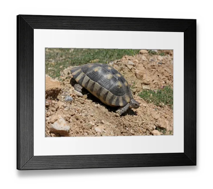 Framed Print : Marginated Tortoise (Testudo marginata) adult, walking down dry slope, Southern Greece, april