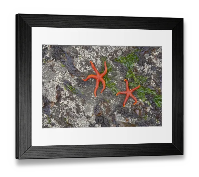 Framed Print : Pacific Blood Starfish (Henricia leviuscula) two adults, exposed on rocks at low tide, Olympic N. P. Washington State, U. S. A Framed Print : Pacific Blood Starfish (Henricia leviuscula) two adults, exposed on rocks at low tide, Olympic N. P. Washington State, U. S. A