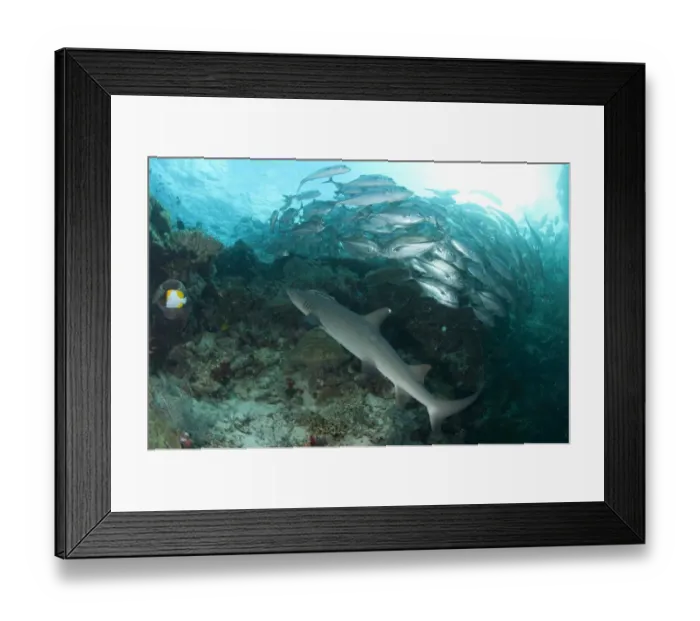 Framed Print : Whitetip Reef Shark (Triaenodon obesus) adult, swimming over reef beside Bigeye Trevally (Caranx sexfasciatus) shoal, Sipadan Island, Sabah, Borneo, Malaysia Framed Print : Whitetip Reef Shark (Triaenodon obesus) adult, swimming over reef beside Bigeye Trevally (Caranx sexfasciatus) shoal, Sipadan Island, Sabah, Borneo, Malaysia