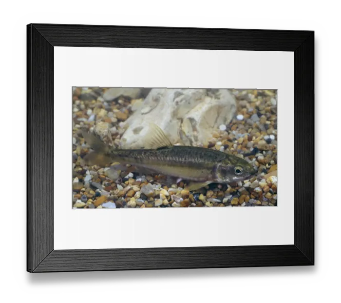 Framed Print : Minnow (Phoxinus phoxinus) Framed Print : Minnow (Phoxinus phoxinus)
