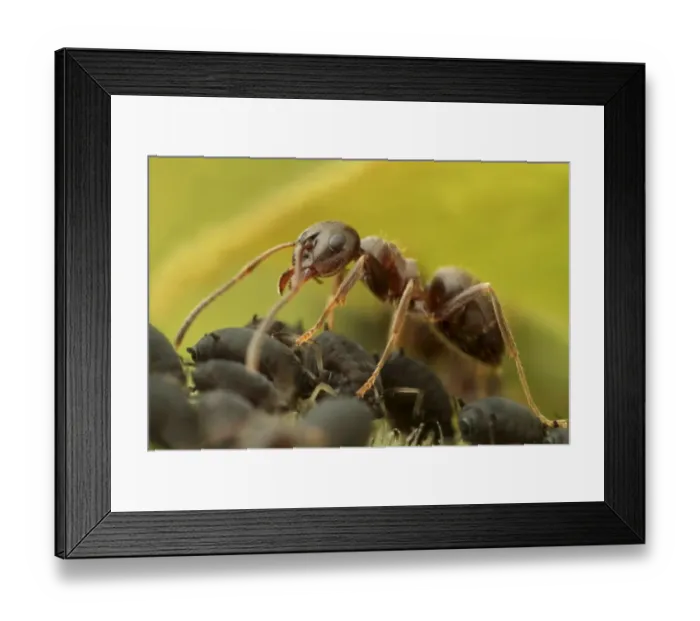 Framed Print : Black Garden Ant (Lasius niger) adult, worker herding Black Bean Aphids (Aphis fabae), for milking honeydew, Leicestershire, England, june Framed Print : Black Garden Ant (Lasius niger) adult, worker herding Black Bean Aphids (Aphis fabae), for milking honeydew, Leicestershire, England, june